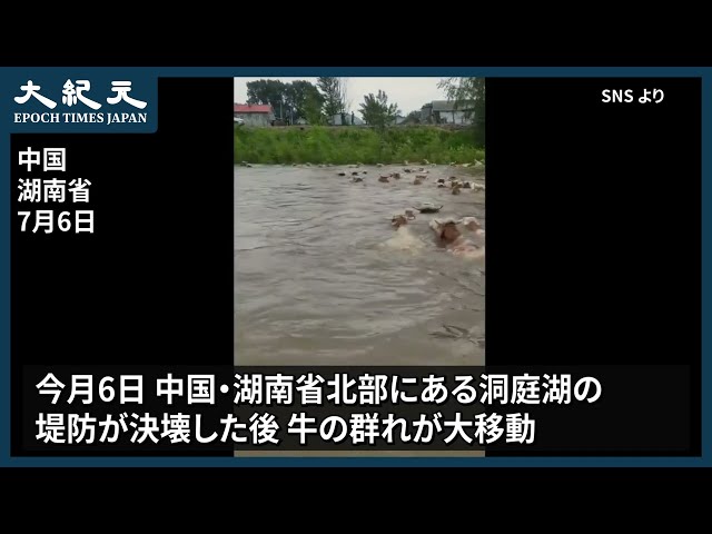 【報道】中国の洞庭湖堤防が決壊後、牛の群れが大移動